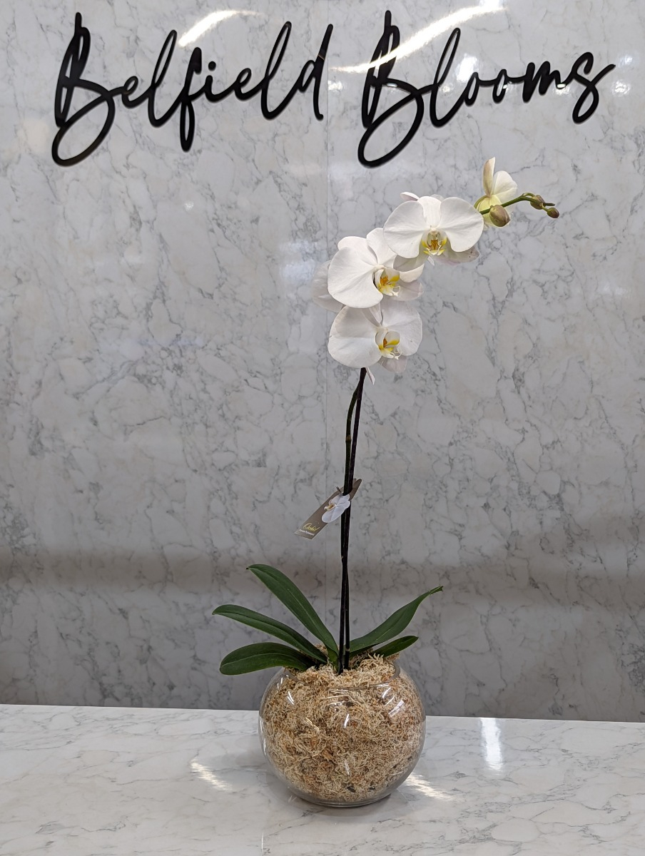 Phalaenopsis orchid Plant