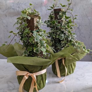 Trailing Ivy