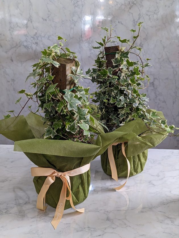 Trailing Ivy
