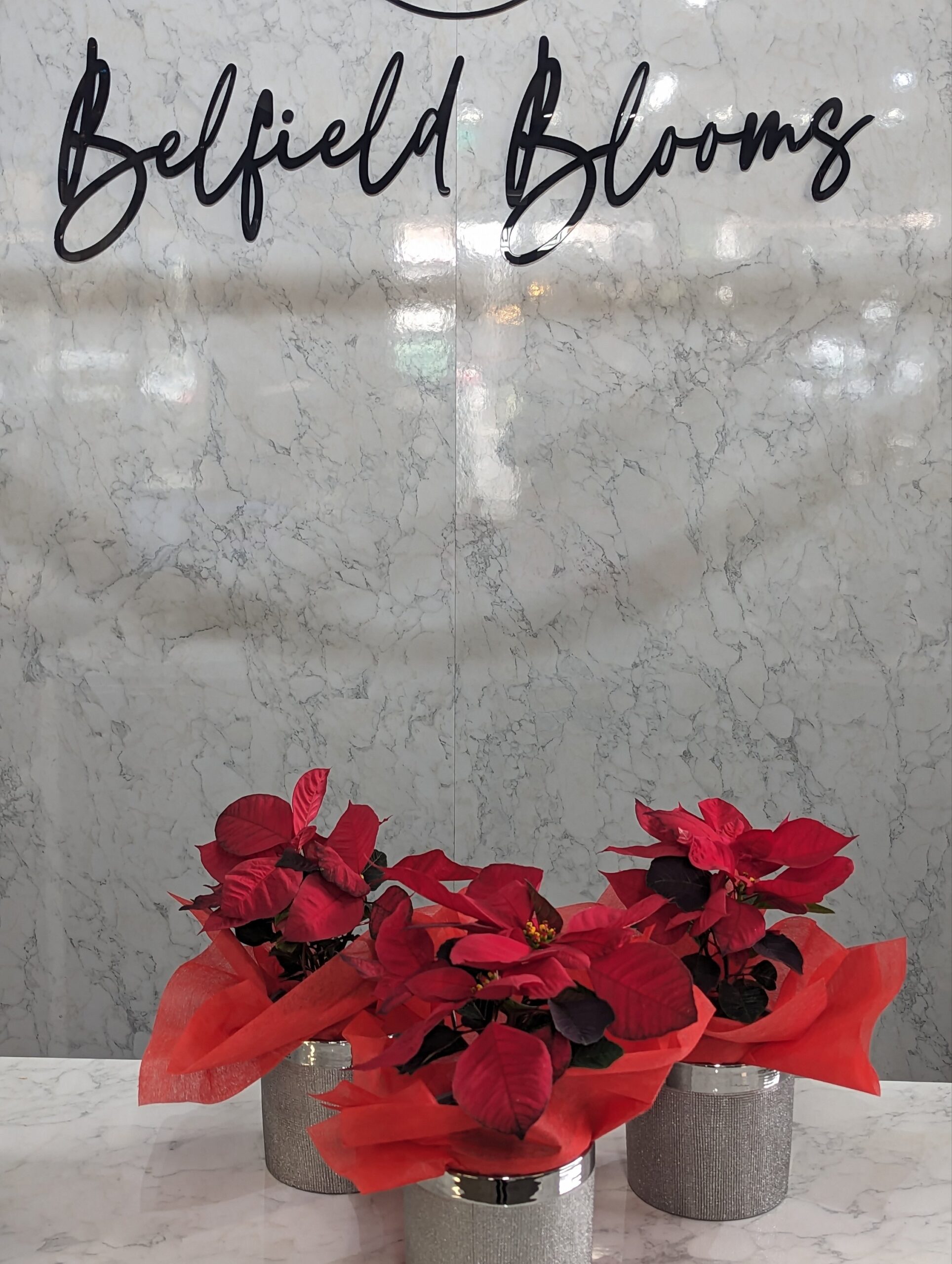 The Poinsettia plant - Image 5