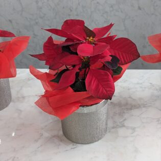 The Poinsettia plant