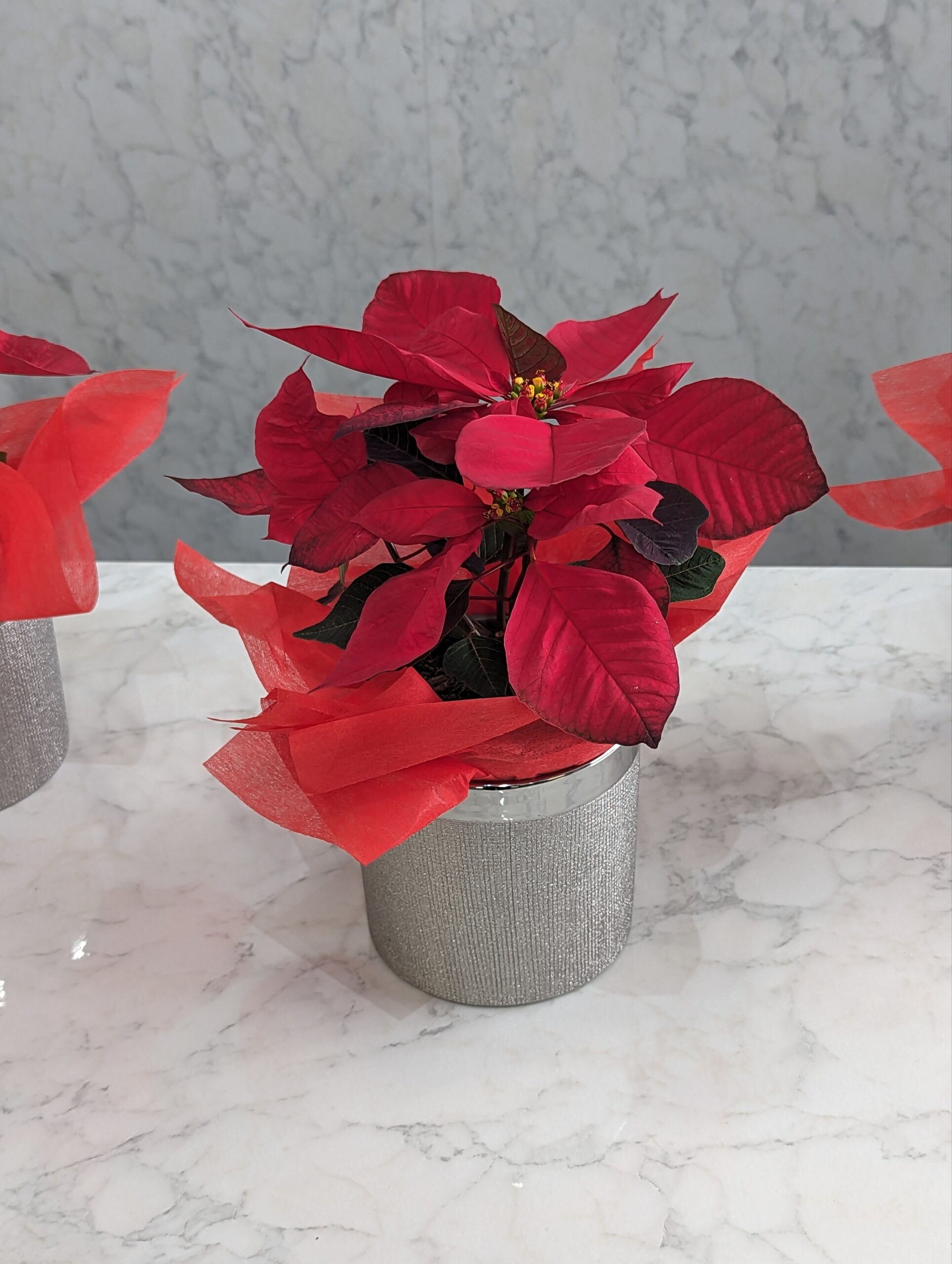 The Poinsettia plant