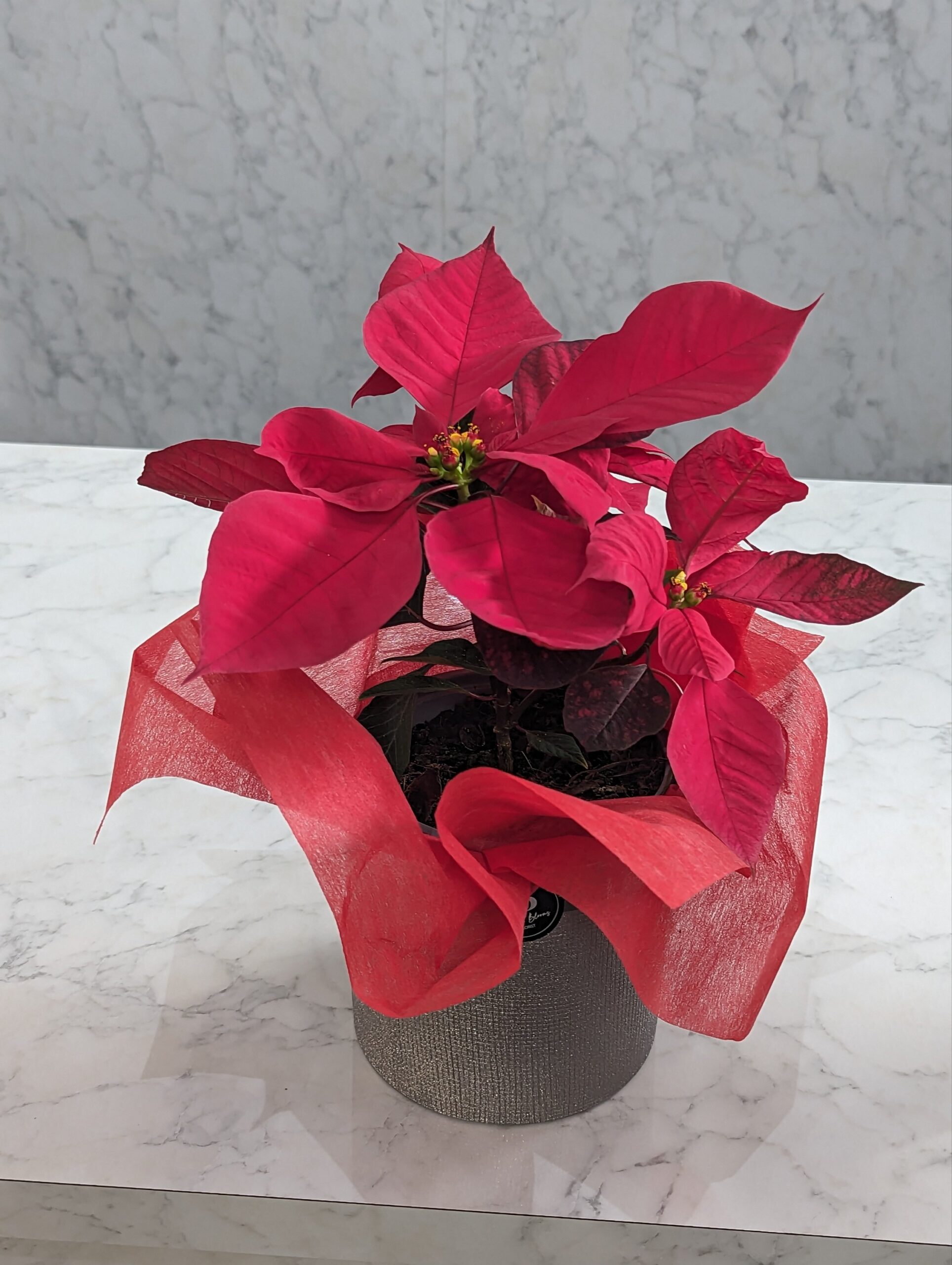 The Poinsettia plant - Image 2