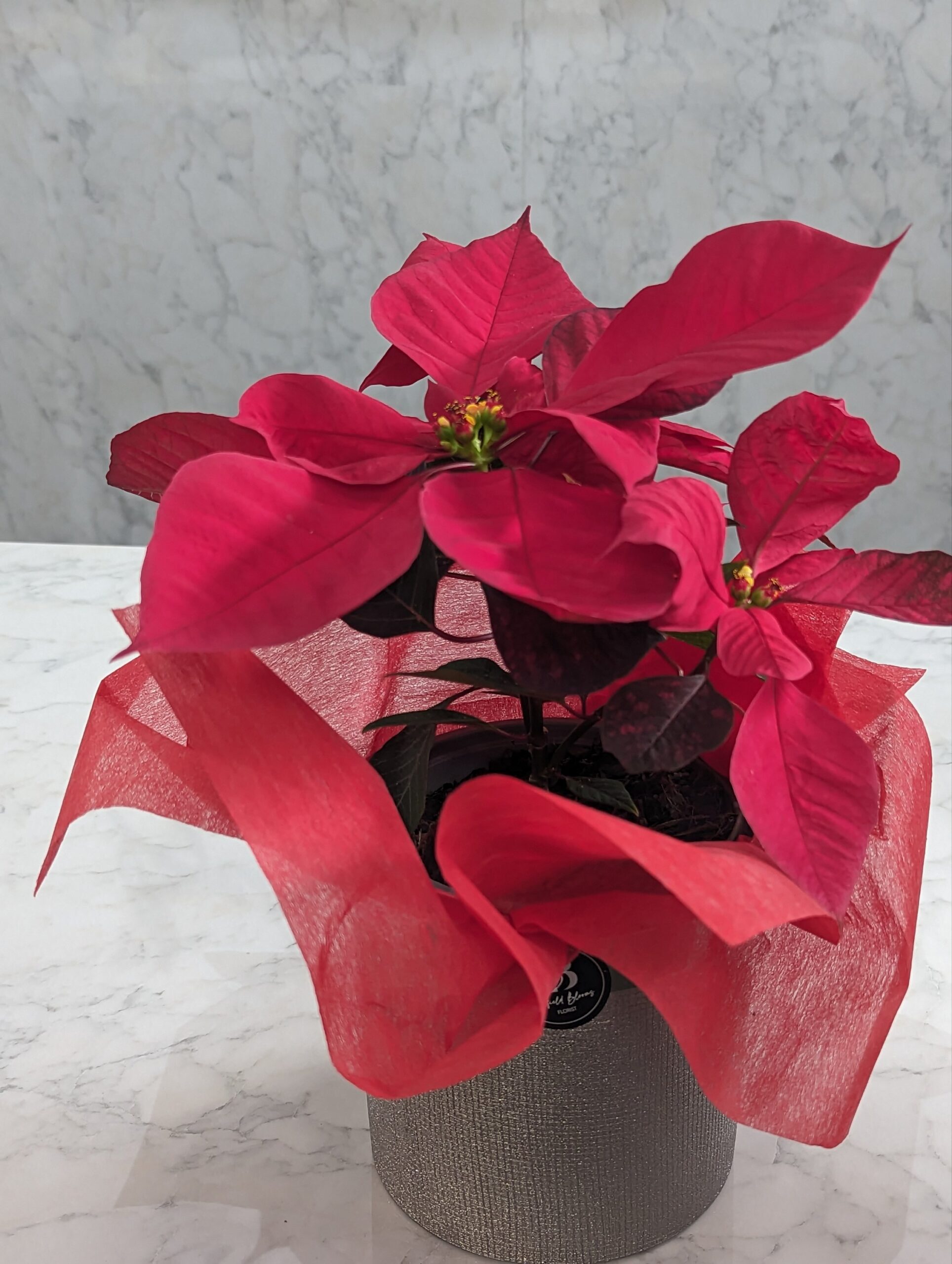 Poinsettia