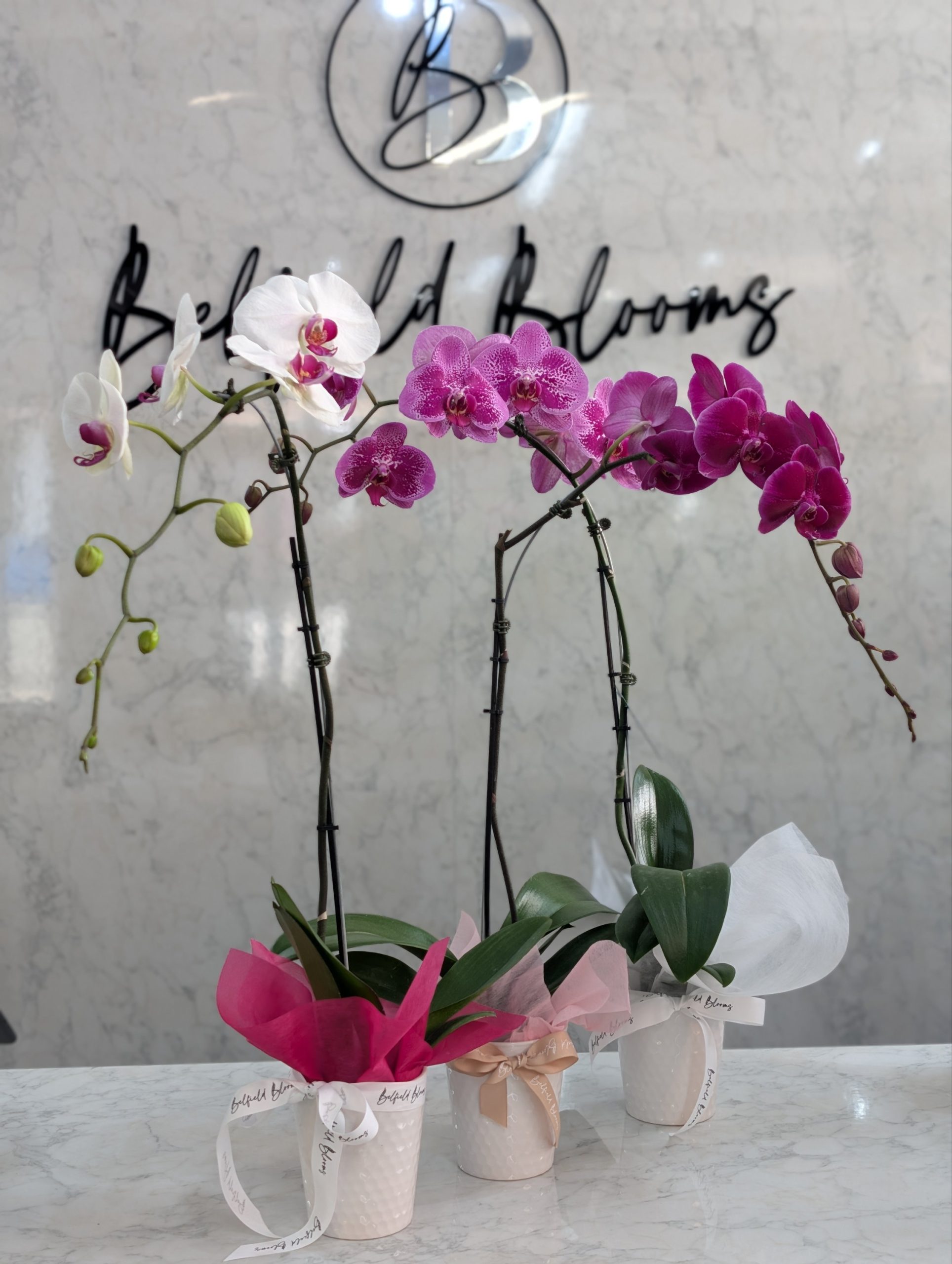 Single stem Phaleonopsis Orchid Plant